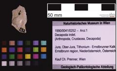 Foto (Objekt + Etiketten) von Decapoda indet. (NHMW-GEO-1990-0041-0252)